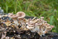 20230824105113__A749973-Sommerurlaub Japan--Hiroshima-Pflanze-Gx0