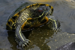 20230824121220__A740018-Sommerurlaub Japan--Hiroshima-Shukkei-en Park Schildkröte Fische-Gx1