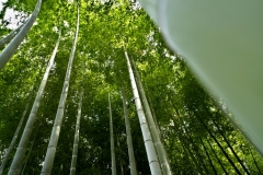 20230824123358__A740059-Sommerurlaub Japan--Hiroshima-Shukkei-en Park Bambus-Gx0