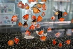 20230827131742__A740708-Sommerurlaub Japan--Kyoto-Fische-Gx0