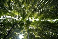 20230828115253__A740809-Sommerurlaub Japan--Kyoto Arashiyama-Bambus-Gx0