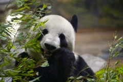 20230831124317__A741464-Sommerurlaub Japan--Tokyo-Ueno Zoo Panda-Gx0