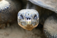 20230831130747__A741487-Sommerurlaub Japan--Tokyo-Ueno Zoo Schildkröte-Gx0