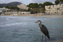 20231029182245__A741996-Mallorca-Peguera-