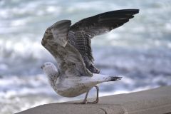 20231103153235__A743010-Mallorca-Peguera-Gx0