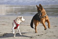 20231103153502__A743020-Mallorca-Peguera-Gx0