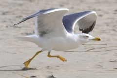 20231103155227__A743046-Mallorca-Peguera-Gx0