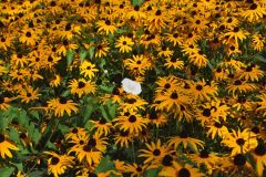 20250819115606_DSC07844-Fahrradtour-Slowenien-Ljubljana-Botanischer-Garten_Gx0