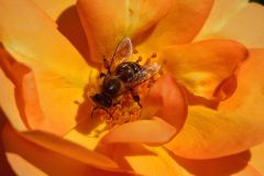 20250819122227_DSC07856-Fahrradtour-Slowenien-Ljubljana-Botanischer-Garten_Gx0