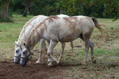 20250822131934_DSC08125-Fahrradtour-Slowenien-Lipica-Pferde_Gx0