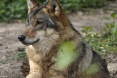 1_20250413140538__A745113-Zoo-Muenchen-Wolf_Gx1