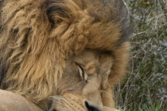 20250413131803__A744972_Gx1-Zoo-Muenchen-Loewe_Gx0