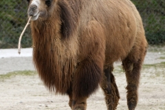 20250413133111__A744992_Gx1-Zoo-Muenchen-Trampeltier