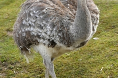 20250413140919__A745119_Gx1-Zoo-Muenchen-Nandu