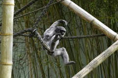 20250413141310__A745130_Gx1-Zoo-Muenchen-Silbergibbon