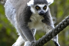 20250413144308__A745174_Gx1-Zoo-Muenchen-Lemure