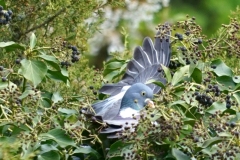 20170423091702_DSC06126-Regensburg-Taube-Gx2