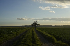 20221022172657__A743724-Wanderung-Tremmelhausen-Gx0