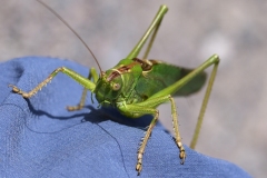 20231001122453__A741785-Wanderung-Falkenstein-Heupferd-Gx1