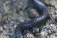 20231001123628__A741795-Wanderung-Falkenstein-Ringelnatter-Schlange-Gx0