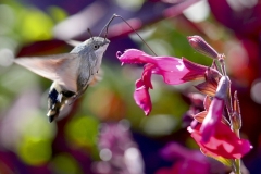 20251003123448__A745931-Landesgartenschau-Furth-im-Wald-Kolibrifalter-Blume_Gx0