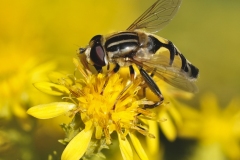 20251003125354__A745942-Landesgartenschau-Furth-im-Wald-Blume-Biene_Gx0