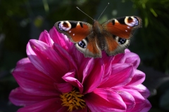 20251003130734__A745972-Landesgartenschau-Furth-im-Wald-Blume-Schmetterling