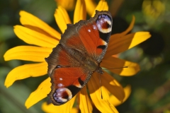 20251003131854__A745987-Landesgartenschau-Furth-im-Wald-Blume-Schmetterling_Gx0